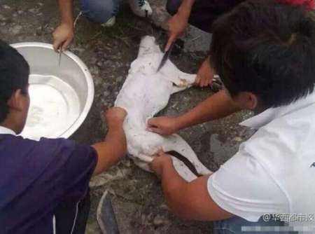 几名少年将狗吊到一棵树上虐杀致死