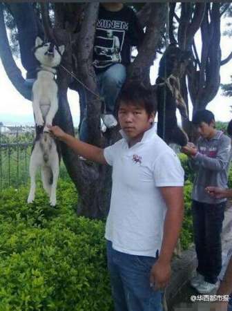 几名少年将狗吊到一棵树上虐杀致死