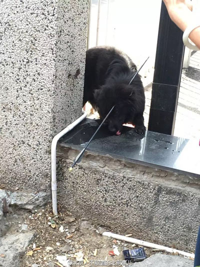 中箭小狗受到惊吓