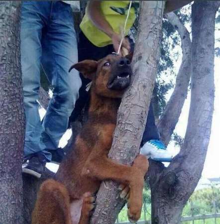 几名少年将狗吊到一棵树上虐杀致死