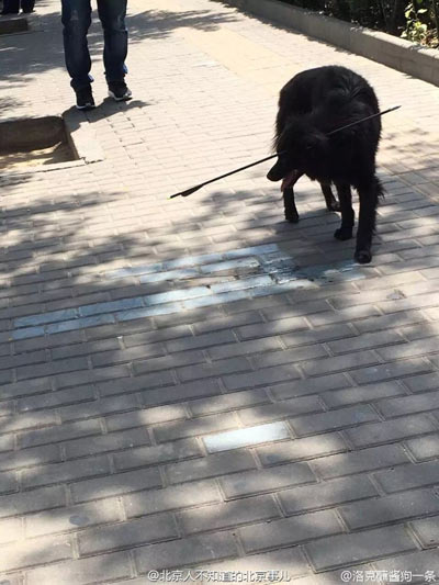 中箭小狗受到惊吓