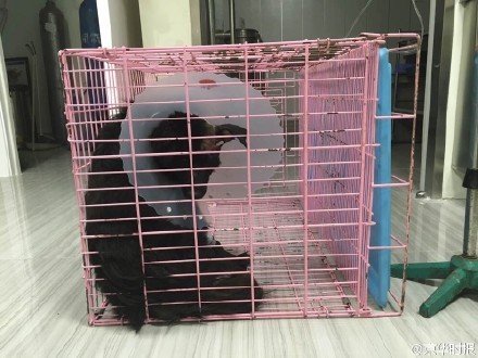 中箭小狗受到惊吓