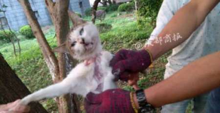 四五名男女将一只猫悬吊树上，一女子手握美工刀，活剥猫皮