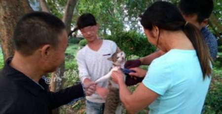 四五名男女将一只猫悬吊树上，一女子手握美工刀，活剥猫皮