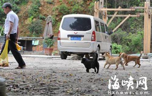 5只流浪狗还在空地上乱跑，威胁着路人的安全