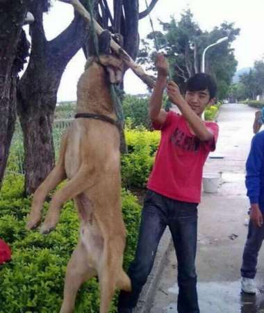 几名少年将狗吊到一棵树上虐杀致死