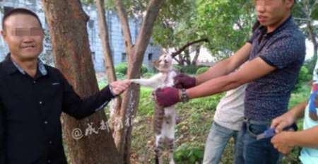 四五名男女将一只猫悬吊树上，一女子手握美工刀，活剥猫皮