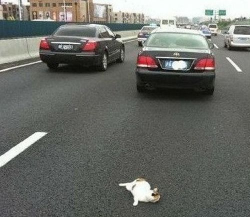 上海高架桥频现虐猫事件：剪猫爪割猫脖呈批丢弃