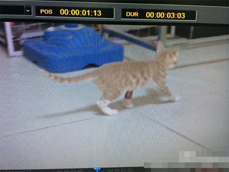 小区地下室现虐猫事件 猫腿被剪猫眼被粘胶水
