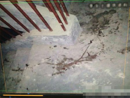 小区地下室现虐猫事件 猫腿被剪猫眼被粘胶水