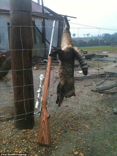 澳团体专杀宠物猫
