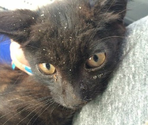上海高架桥频现虐猫事件：剪猫爪割猫脖呈批丢弃