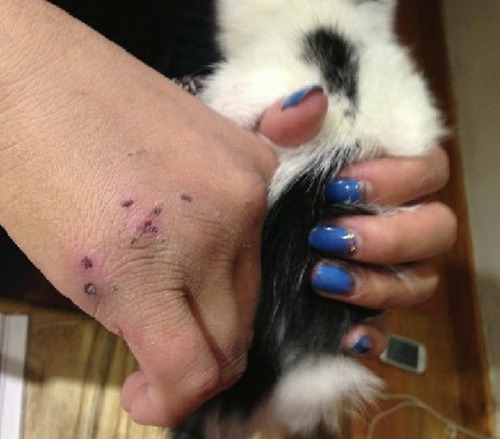 上海高架桥频现虐猫事件：剪猫爪割猫脖呈批丢弃