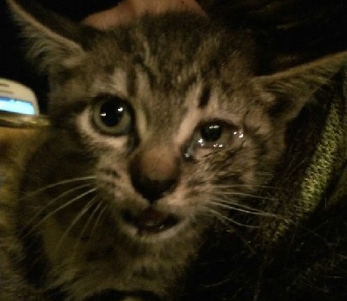 上海高架桥频现虐猫事件：剪猫爪割猫脖呈批丢弃