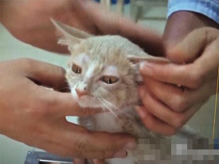 小区地下室现虐猫事件 猫腿被剪猫眼被粘胶水