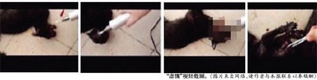 大学生被曝虐猫：下油锅穿舌头热铁烫嘴巴
