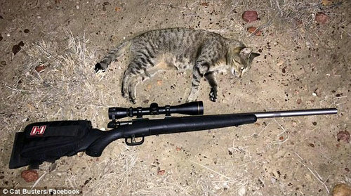 澳团体专杀宠物猫