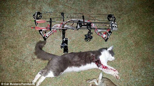 澳团体专杀宠物猫