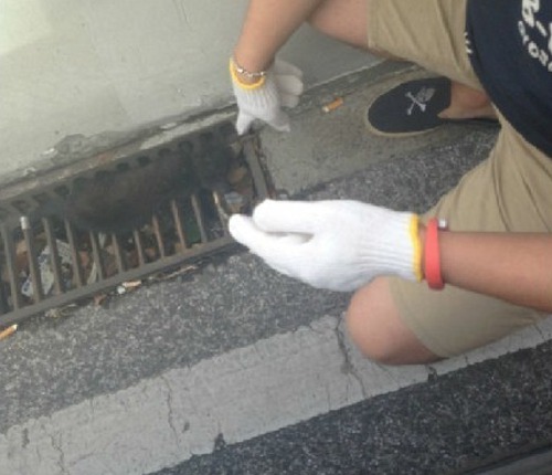 上海高架桥频现虐猫事件：剪猫爪割猫脖呈批丢弃