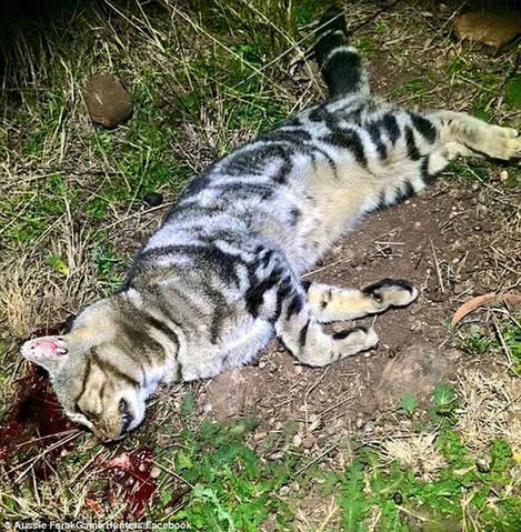 澳团体专杀宠物猫