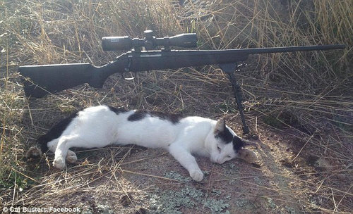 澳团体专杀宠物猫