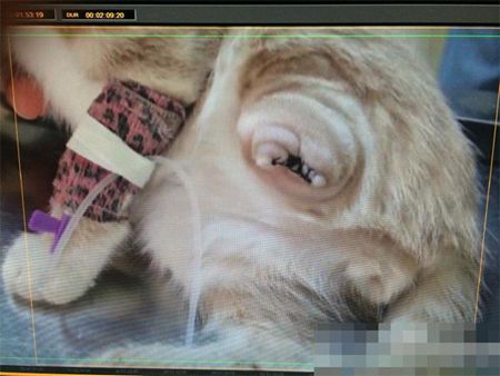 小区地下室现虐猫事件 猫腿被剪猫眼被粘胶水