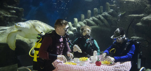 英水族馆潜水员水下用餐被生物围观 
