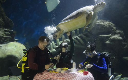 英水族馆潜水员水下用餐被生物围观 