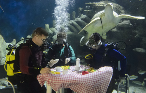 英水族馆潜水员水下用餐被生物围观 