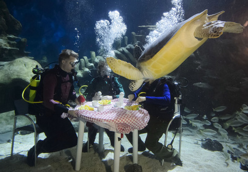英水族馆潜水员水下用餐被生物围观 