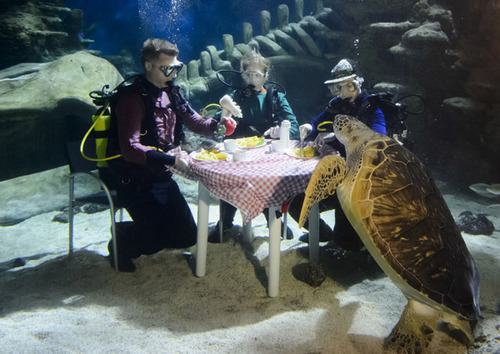 英水族馆潜水员水下用餐被生物围观