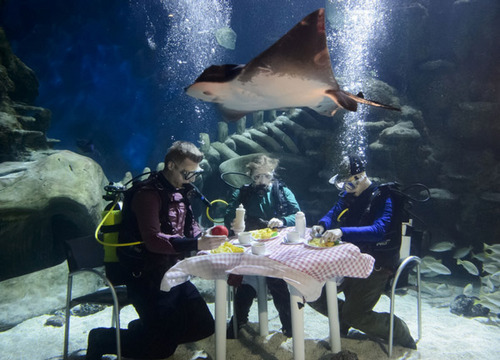 英水族馆潜水员水下用餐被生物围观 
