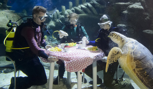 英水族馆潜水员水下用餐被生物围观 