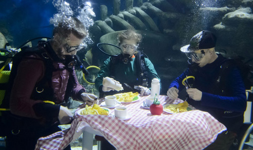 英水族馆潜水员水下用餐被生物围观 