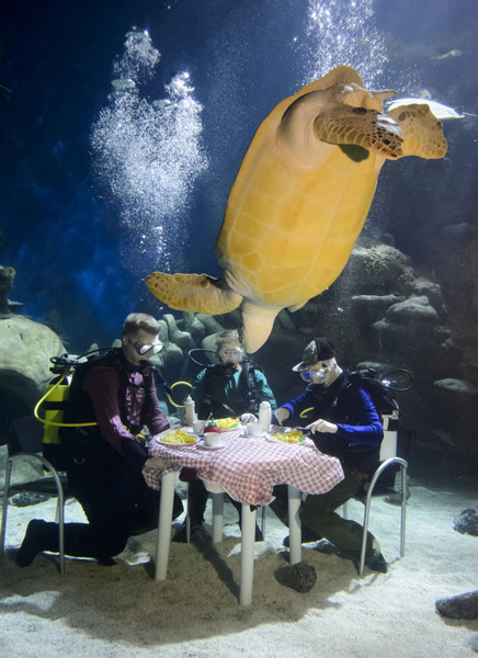 英水族馆潜水员水下用餐被生物围观 