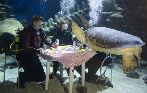 英水族馆潜水员水下用餐被生物围观 
