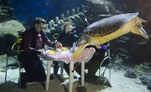 英水族馆潜水员水下用餐被生物围观 