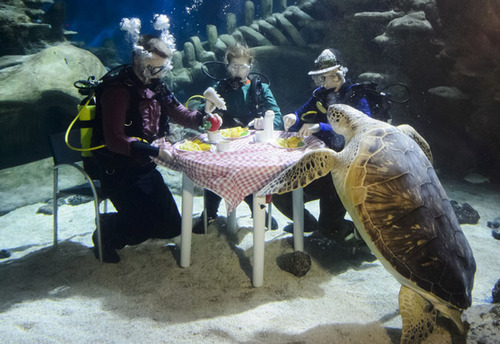 英水族馆潜水员水下用餐被生物围观 