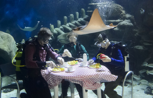 英水族馆潜水员水下用餐被生物围观 