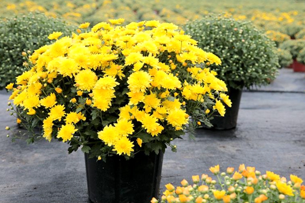 菊花