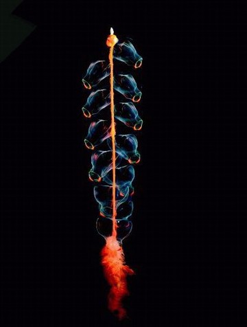 盘点长相惊人奇异水生物