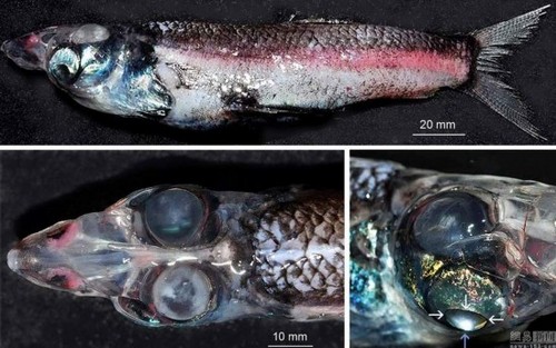 盘点长相惊人奇异水生物