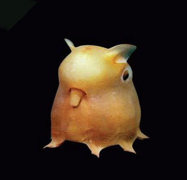 盘点长相惊人奇异水生物