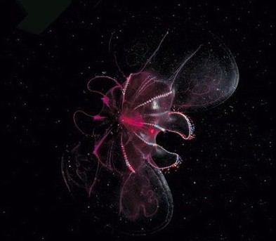 盘点长相惊人奇异水生物
