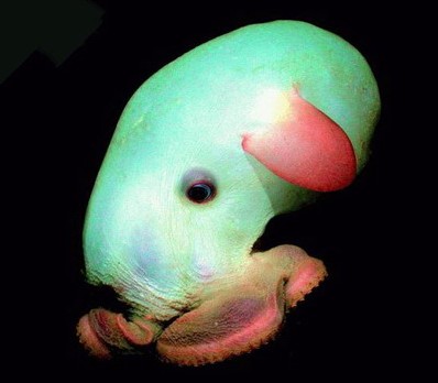 盘点长相惊人奇异水生物