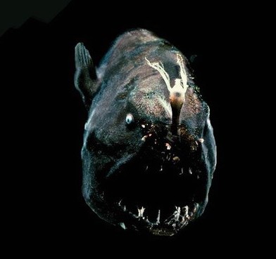 盘点长相惊人奇异水生物