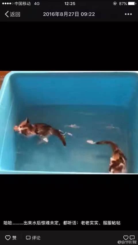 北京某学校工作人员疯狂虐猫 多只猫被“五花大绑”
