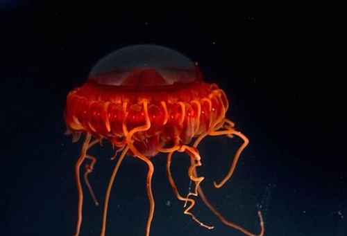 惊世骇俗的巨型生物。
