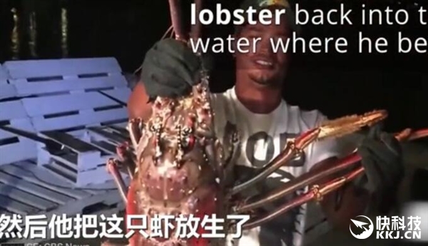 惊呆！男子钓上怪物级大龙虾：虾腿长度超1米