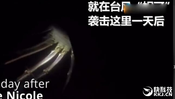 惊呆！男子钓上怪物级大龙虾：虾腿长度超1米